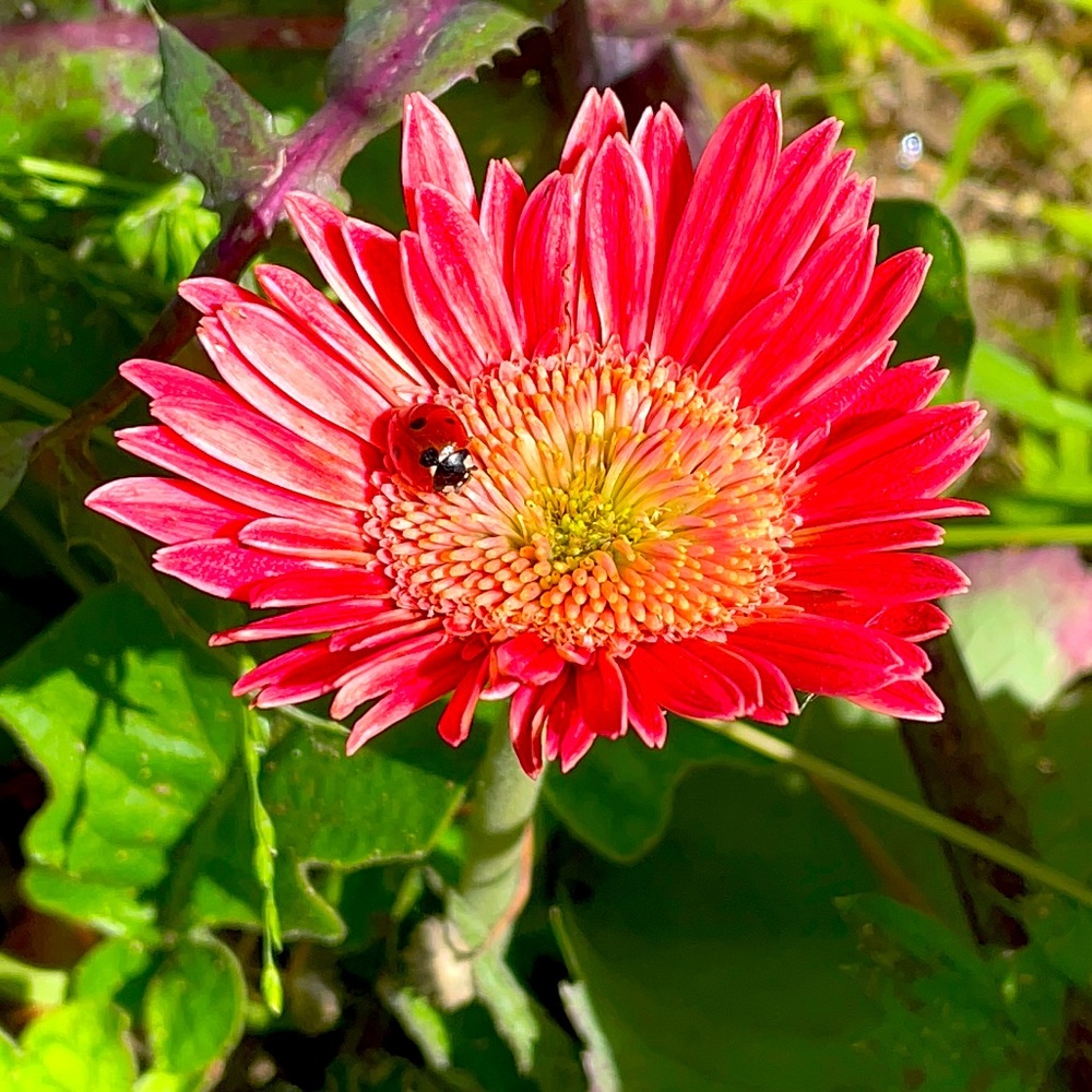 Meet your Posher, Karla